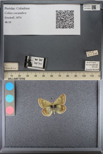 Media type: image;   Entomology 193869